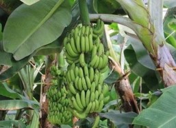 大香蕉在线 国产,国产生态的崛起与展望